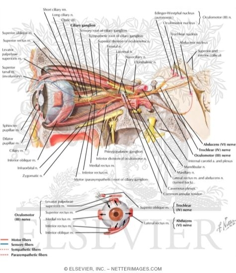 Oculomotor (III), Trochlear (IV) and Abducens (VI) Nerves and Ciliary