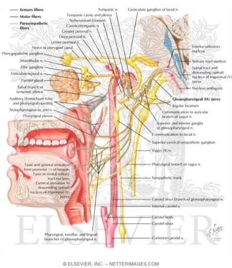 Watermarked preview of labeled image: Glossopharyngeal Nerve (IX) and Otic Ganglion