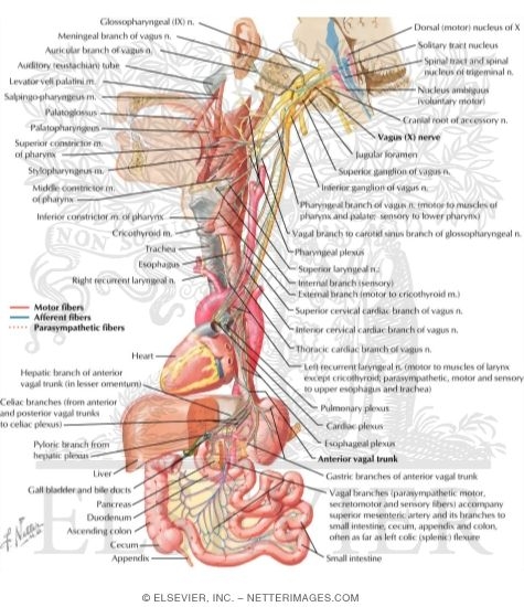 Vagus Nerve (X): Schema