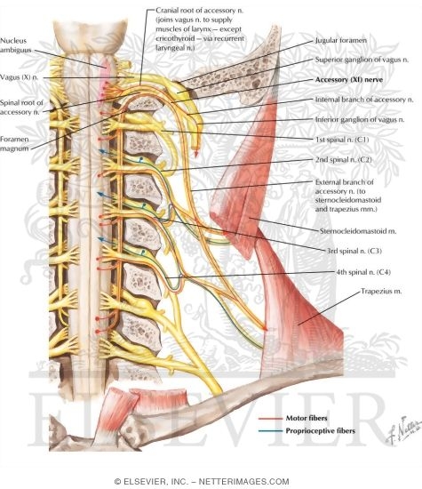 Accessory Nerve (XI): Schema
