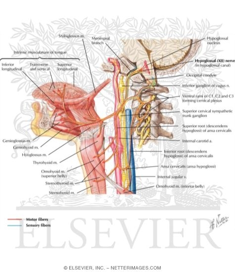 Hypoglossal (XII) Nerve
Hypoglossal Nerve (XII)
Hypoglossal Nerve (XII): Schema