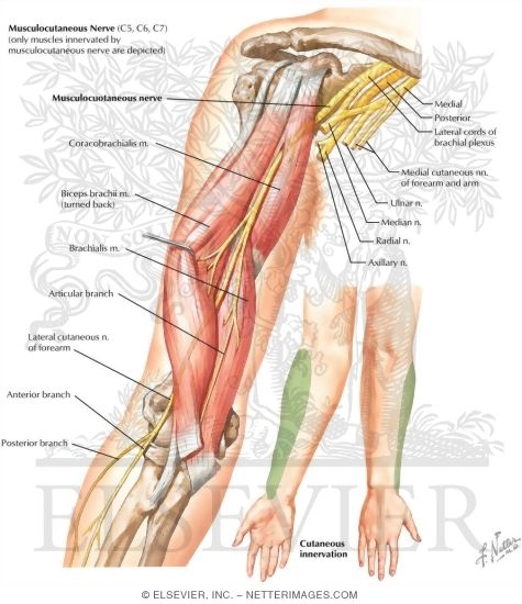 Watermarked preview of labeled image: Musculocutaneous Nerve