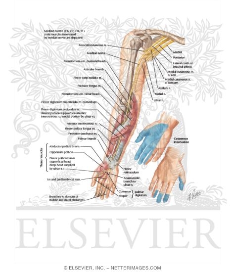 Median Nerve of Forearm