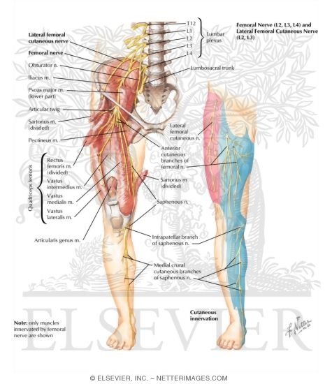 Femoral Nerve And Lateral Femoral Cutaneous Nerves