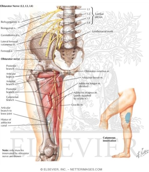 Obturator Nerve