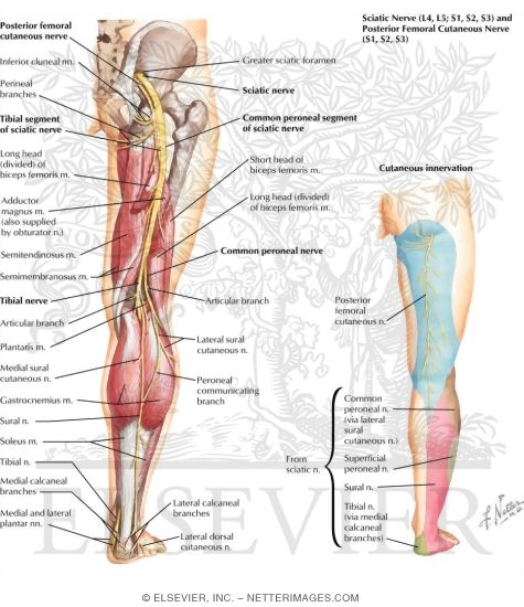 Watermarked preview of labeled image: Sciatic Nerve (L4, L5; S1, S2, S3) and Posterior Femoral Cutaneous Nerve (S1, S2, S3)
Sciatic Nerve and Posterior Cutaneous Nerve of Thigh