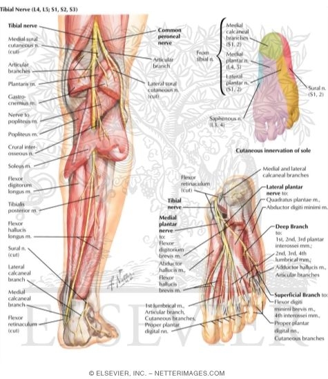 Tibial Nerve (L4, L5; S1, S2, S3)