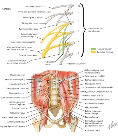 Lumbar Plexus Nerves: Lumbar Plexus
