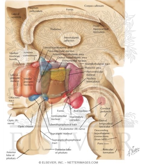 Schematic Reconstruction of Hypothalamus (Three-Dimensional)