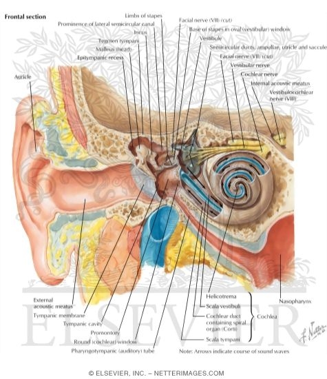 Watermarked preview of labeled image: Pathway of Sound Reception