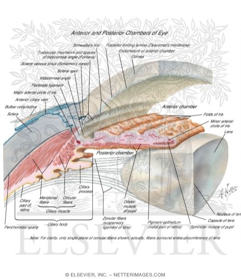 Watermarked preview of labeled image: Anterior and Posterior Chambers of Eye
Anatomy of the Anterior Chamber