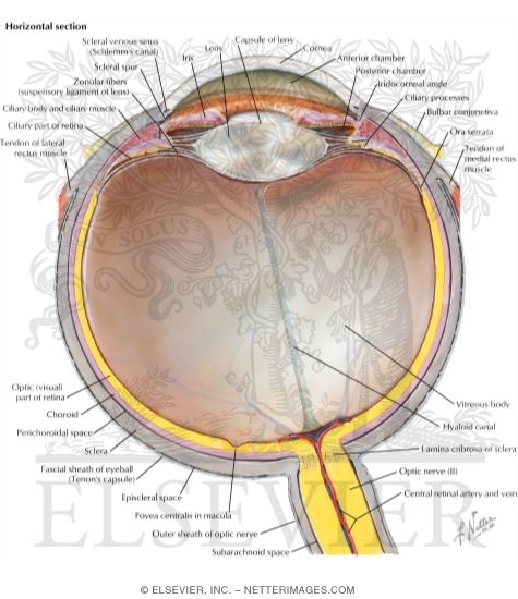 Anatomy of the Eyeball