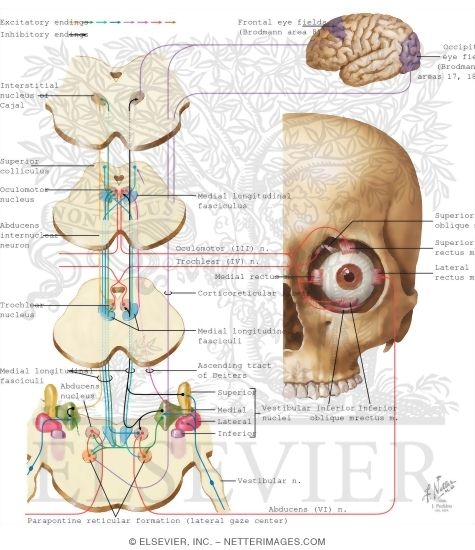 Control of Eye Movements