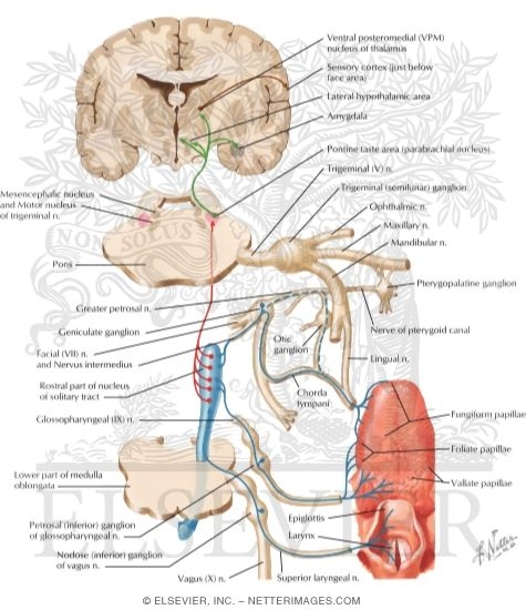 Watermarked preview of labeled image: Taste Pathways: Schema