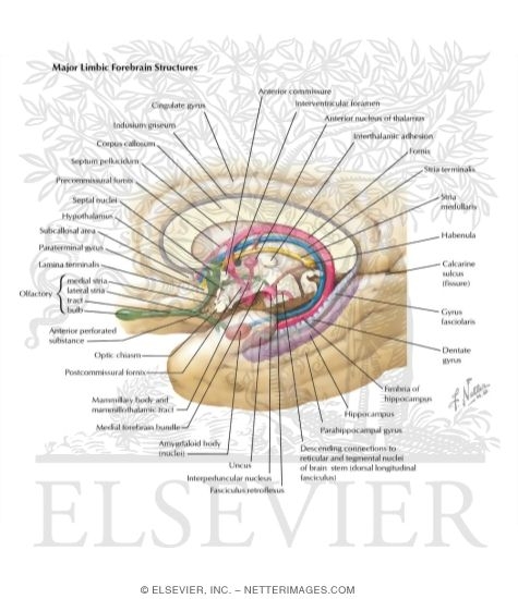 Major Limbic Forebrain Structures