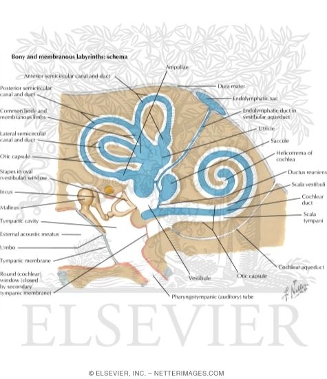 Watermarked preview of labeled image: Bony and Membranous Labyrinths