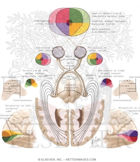 Watermarked preview of labeled image: Visual Pathways: The Retino, Geniculo, and Calcarine Pathway
