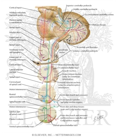 Afferent Pathways to the Cerebellum