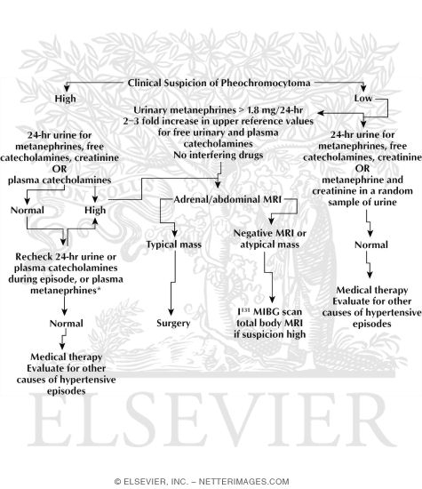 Watermarked preview of labeled image: Diagnostic Approach to the Patient With Suspected Pheochromocytoma