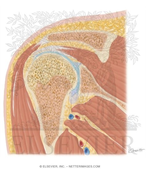 Cross Section of the Shoulder: Coronal View