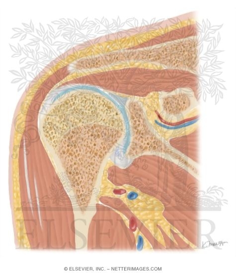 Watermarked preview of unlabeled image: Cross Section of the Shoulder: Coronal View