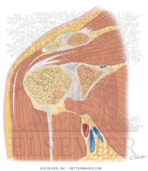 Watermarked preview of unlabeled image: Cross Section of the Shoulder: Coronal View