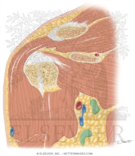 Watermarked preview of unlabeled image: Cross Section of the Shoulder: Coronal View