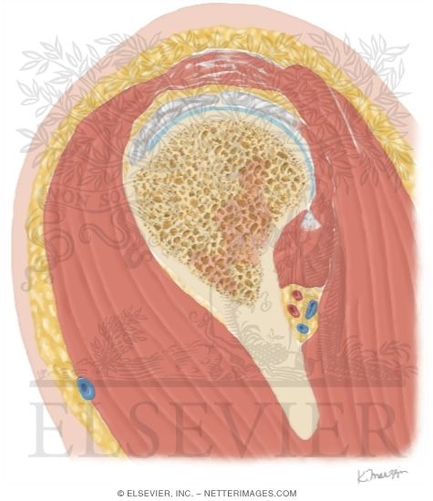 Watermarked preview of unlabeled image: Cross Section of the Shoulder: Sagittal View
