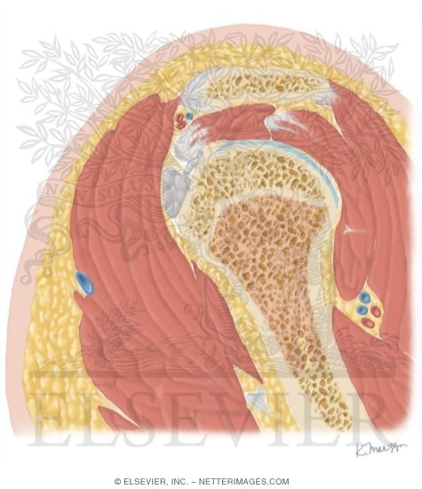 Watermarked preview of unlabeled image: Cross Section of the Shoulder: Sagittal View