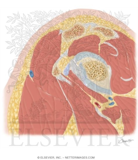 Cross Section of the Shoulder: Sagittal View