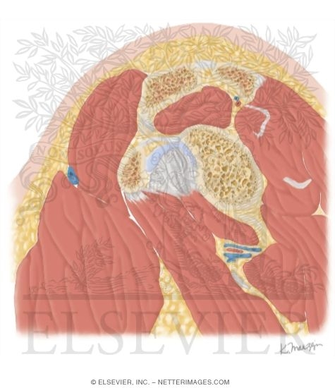 Cross Section of the Shoulder: Sagittal View