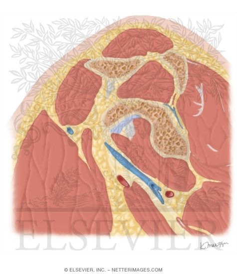 Watermarked preview of unlabeled image: Cross Section of the Shoulder: Sagittal View