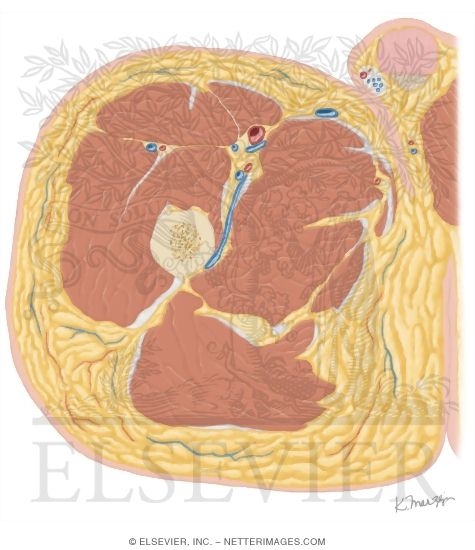 Watermarked preview of unlabeled image: Cross Section of the Thigh: Axial View