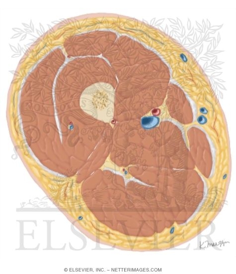 Watermarked preview of unlabeled image: Cross Section of the Thigh: Axial View