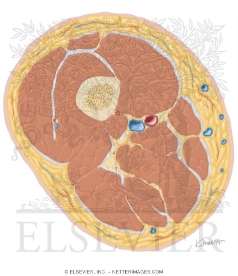 Watermarked preview of unlabeled image: Cross Section of the Thigh: Axial View