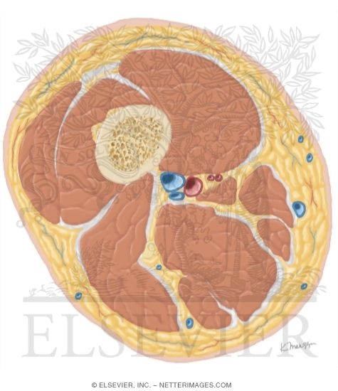 Watermarked preview of unlabeled image: Cross Section of the Thigh: Axial View