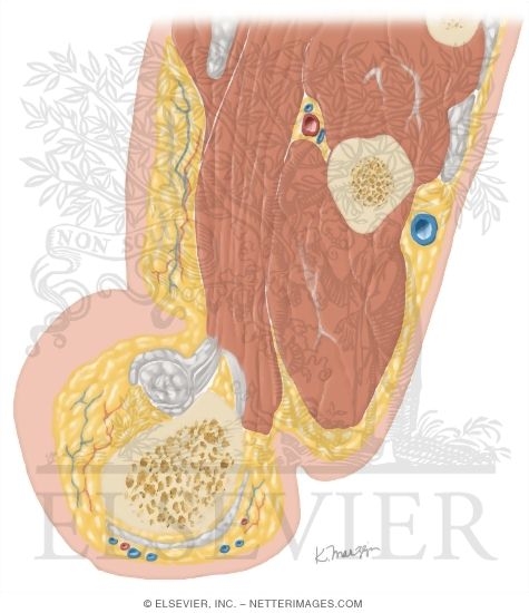 Watermarked preview of unlabeled image: Cross Section of the Thumb: Axial View