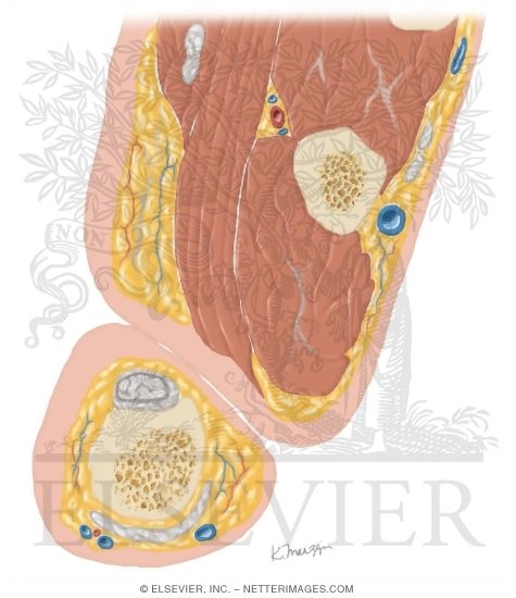 Watermarked preview of unlabeled image: Cross Section of the Thumb: Axial View