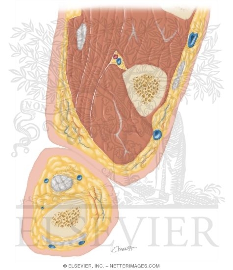 Watermarked preview of unlabeled image: Cross Section of the Thumb: Axial View