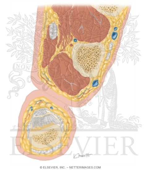 Watermarked preview of unlabeled image: Cross Section of the Thumb: Axial View