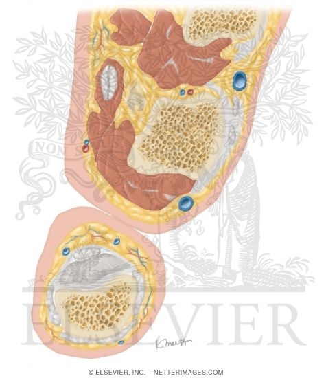 Cross Section of the Thumb: Axial View