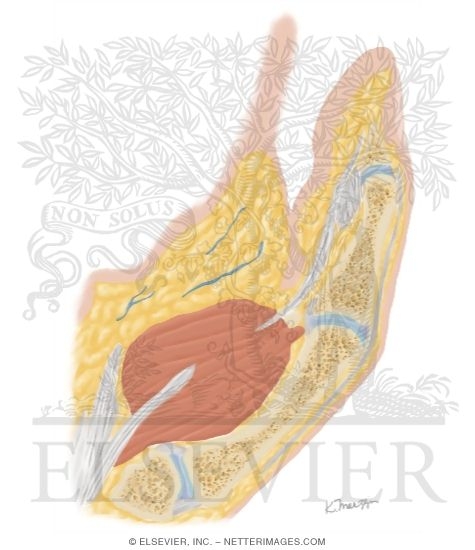 Watermarked preview of unlabeled image: Cross Section of the Thumb: Sagittal View