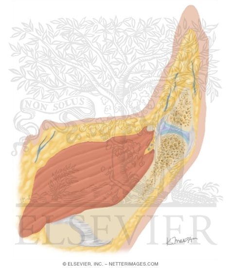 Watermarked preview of unlabeled image: Cross Section of the Thumb: Sagittal View