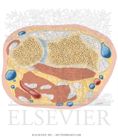 Watermarked preview of unlabeled image: Cross Section of the Wrist: Axial View