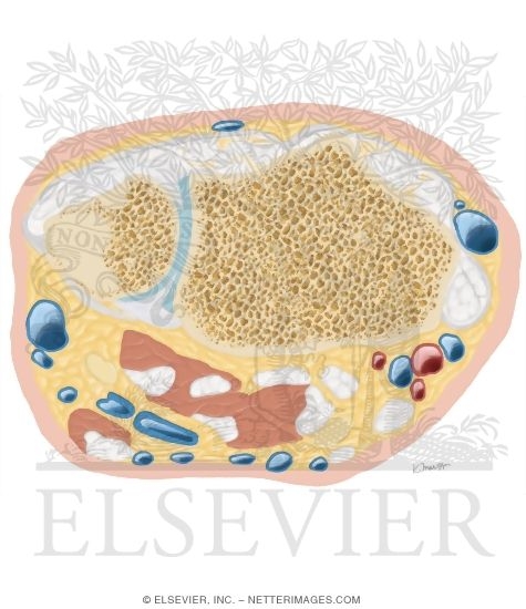 Watermarked preview of unlabeled image: Cross Section of the Wrist: Axial View