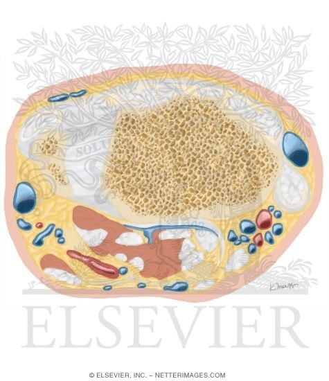 Watermarked preview of unlabeled image: Cross Section of the Wrist: Axial View