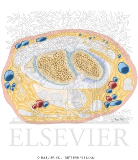 Watermarked preview of unlabeled image: Cross Section of the Wrist: Axial View