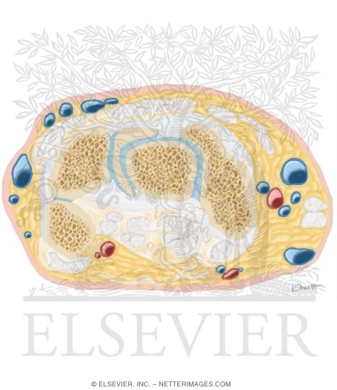 Watermarked preview of unlabeled image: Cross Section of the Wrist: Axial View