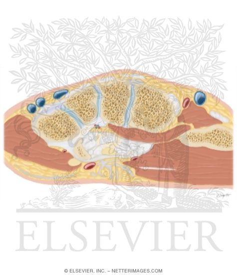 Watermarked preview of unlabeled image: Cross Section of the Wrist: Axial View