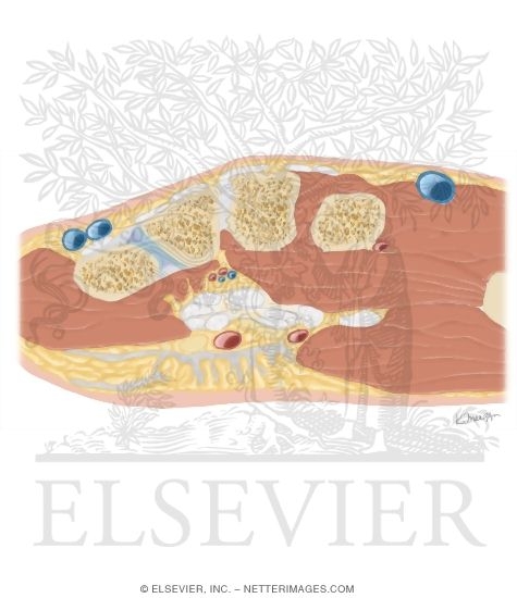 Watermarked preview of unlabeled image: Cross Section of the Wrist: Axial View